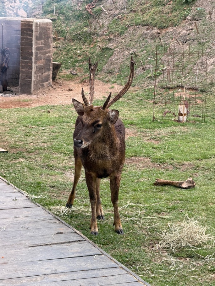 Cervo selvagem com chifres parado no gramado do Punta Blanca Ranch, dócil e disposto a aceitar comida das mãos dos hóspedes