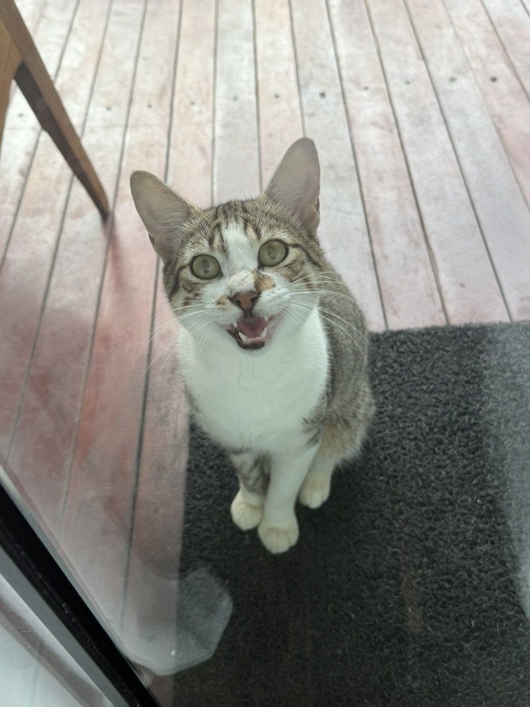 Gato residente do Pedras do Patacho sentado no deck de madeira, pedindo atenção